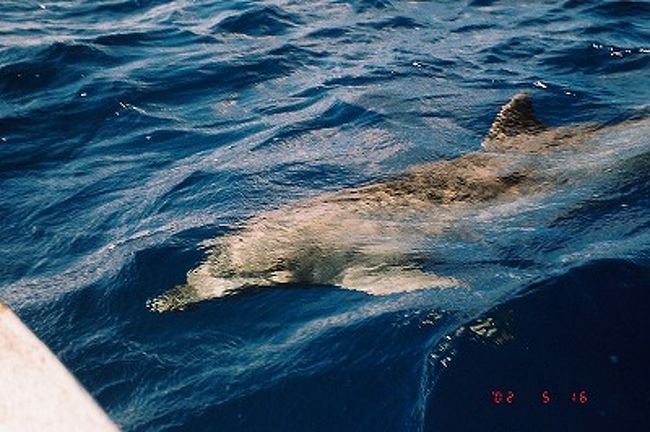 ドルフィン・ウォッチング！！<br />数匹がやってきて、ボートと一緒に泳いでくれた！！！大興奮！！！！！