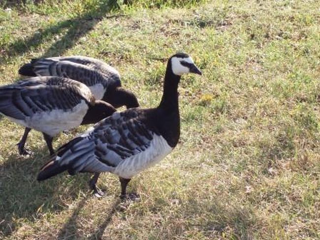 この鳥、人慣れしているようで近づいてきます。