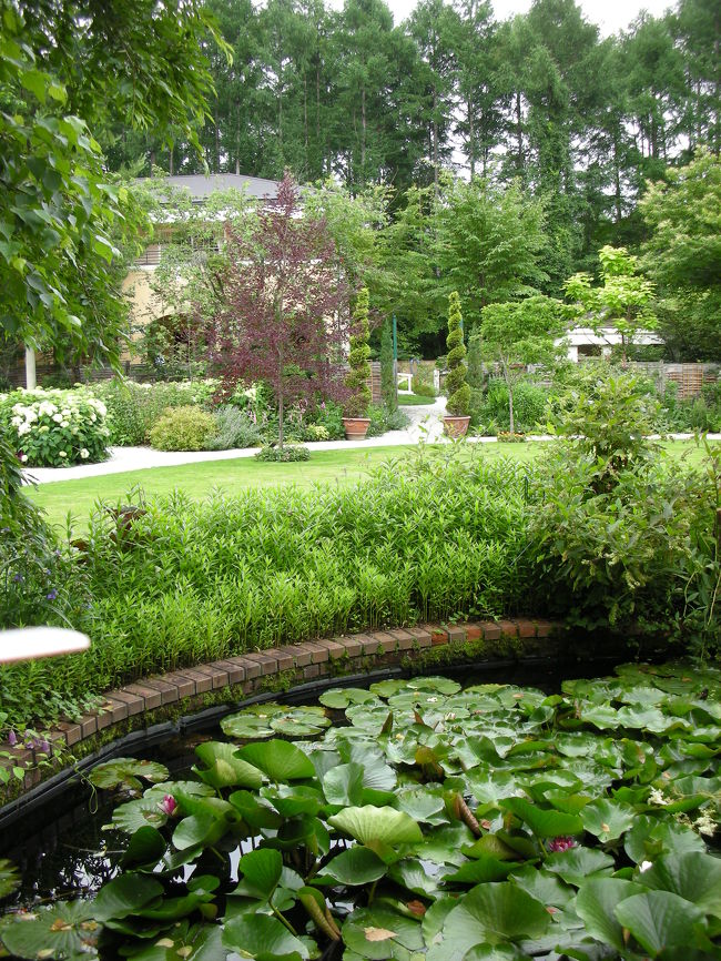 蓮の花が咲いていました。