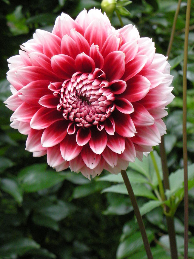 庭園内で一番お気に入りだった花。何の花？