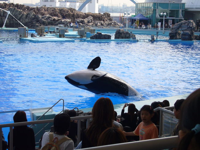 名古屋港水族館シャチのクーちゃん Amazon.co.jp: 名古屋港水族館 シャチのクーちゃん : おもちゃ