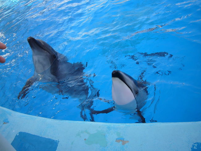 シャチの「クーちゃん」・・・・・名古屋港水族館』名古屋港