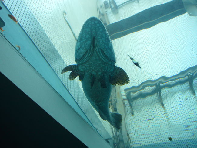 シャチの「クーちゃん」・・・・・名古屋港水族館』名古屋港(愛知県)の