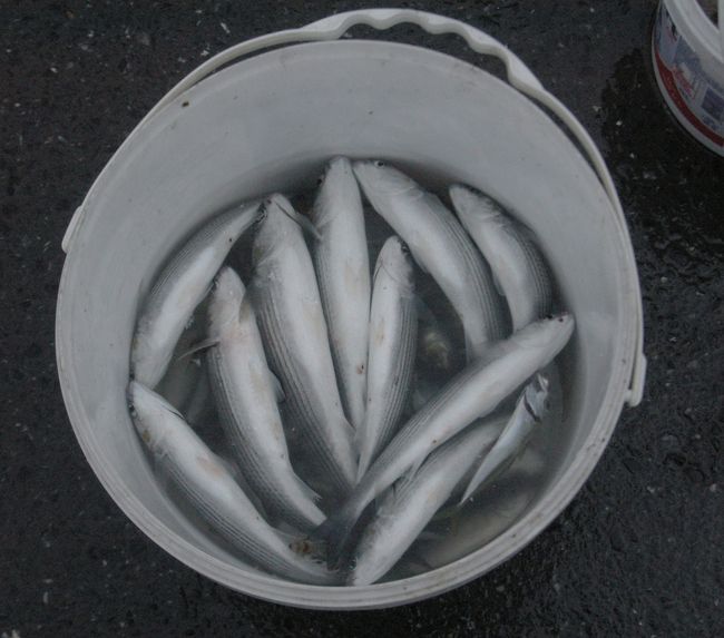 釣り人の戦果。ボラのようだ。