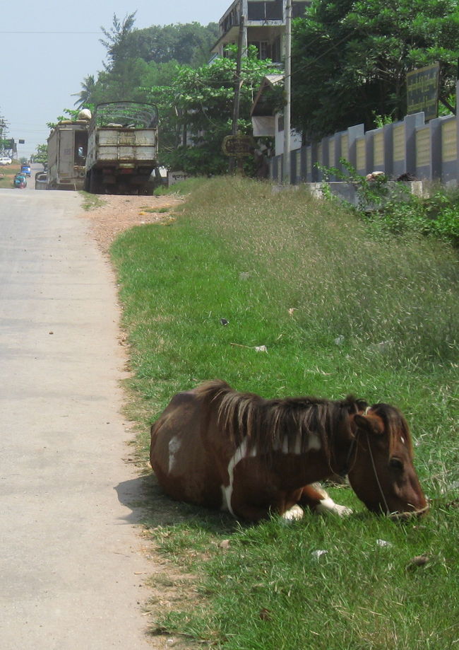 街の南、海側から丘への登り道。<br />自転車ではきつい街。<br />馬もきついみたい。