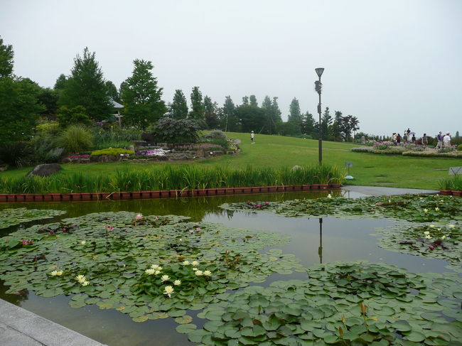 お父さんたちをロータス館において、私と娘で外を見て回りました。<br />菖蒲や杜若らしき物もありましたが、時期的にもう遅かったです。きれいな時期にまた来たいです。