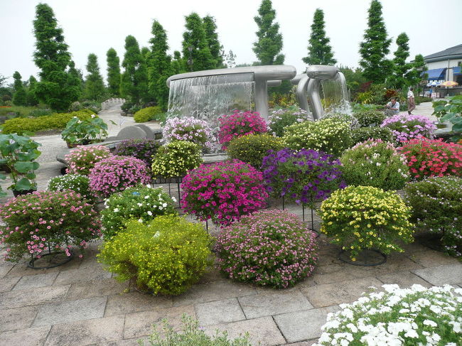 ペチュニアなんかもあってきれいです。