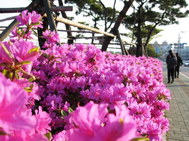 花壇では、真っ赤な躑躅が満開でした。この一帯は、良く街路整備が行き届いていました。添え木を渡した木は、松です。