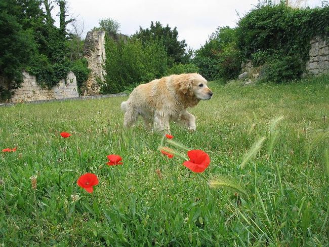 犬、颯爽と立ち上がる。