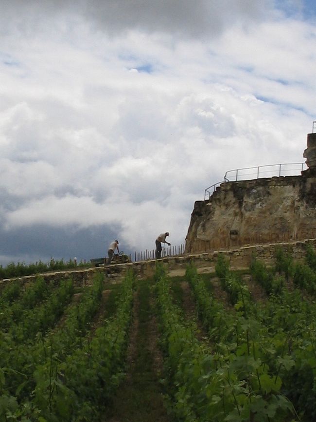 おや？<br />ぶどぅーを植えてる兄さん方がいらっしゃる！！ 