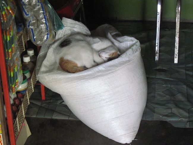 麻袋の上の猫。かわいい。<br /><br />だけど犬派の僕には冷遇されているミャンマーの犬が不憫でならない。<br />でも、狂犬病が怖くて触れない。