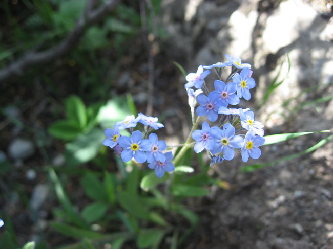 アルパイン・フォゲットミーノット（エゾムラサキ、ワスレナグサ）