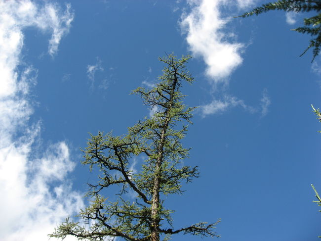 樹はほとんどが針葉樹。