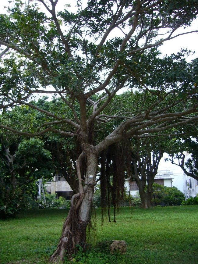 沖縄の木。南国の感じがします