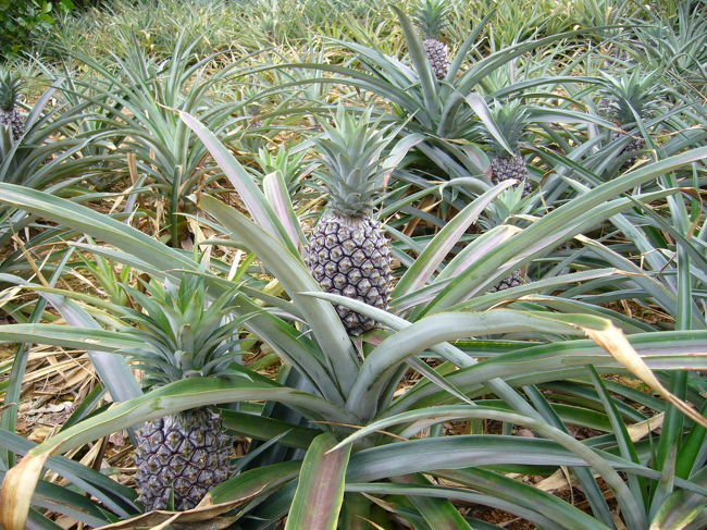 パイナップル！