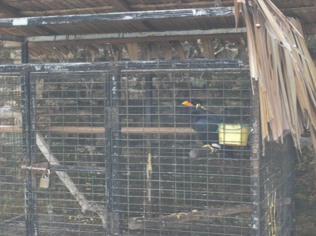 入場料を払い中へはいると、九官鳥がいました。<br />とりあえず話しかけるといろんなことを話しております。日本語も話しましたが内容は現地でご確認ください。教えた人のセンスなのか九官鳥のセンスなのかわかりませんが、かなり受けました。