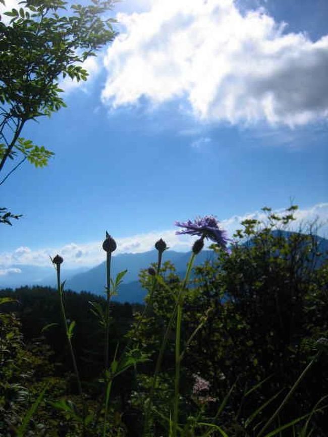 タカネマツムシソウと一緒に