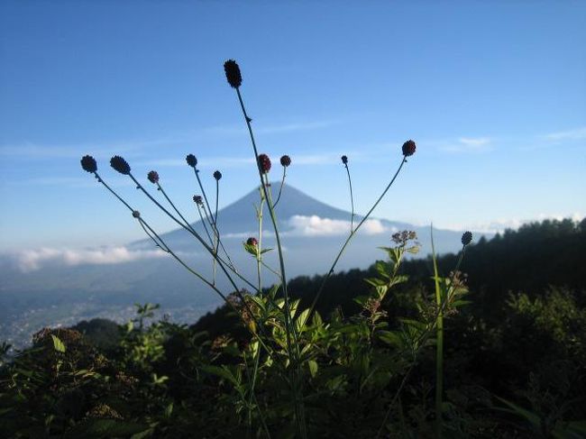 夕暮れに散歩しながら、吾亦紅の花と一緒に