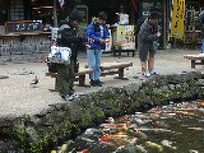 餌を求めてやってきた鯉