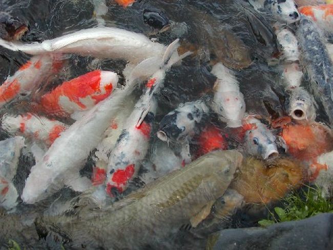 大きな大きな池の鯉