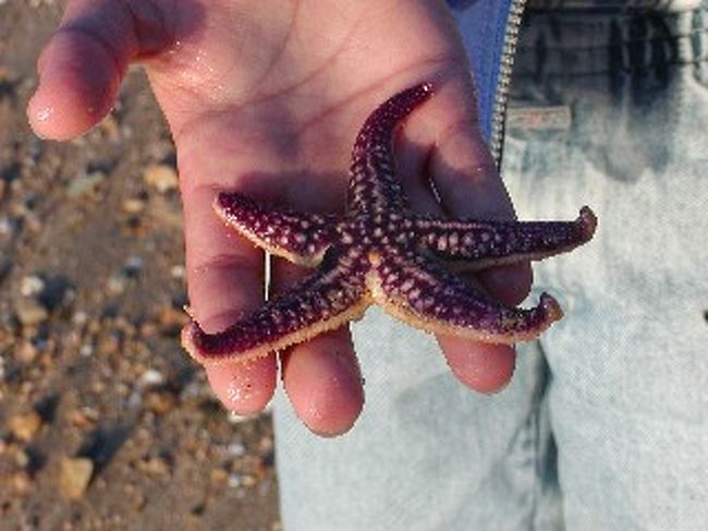 エンジェルロードで散歩していたヒトデ