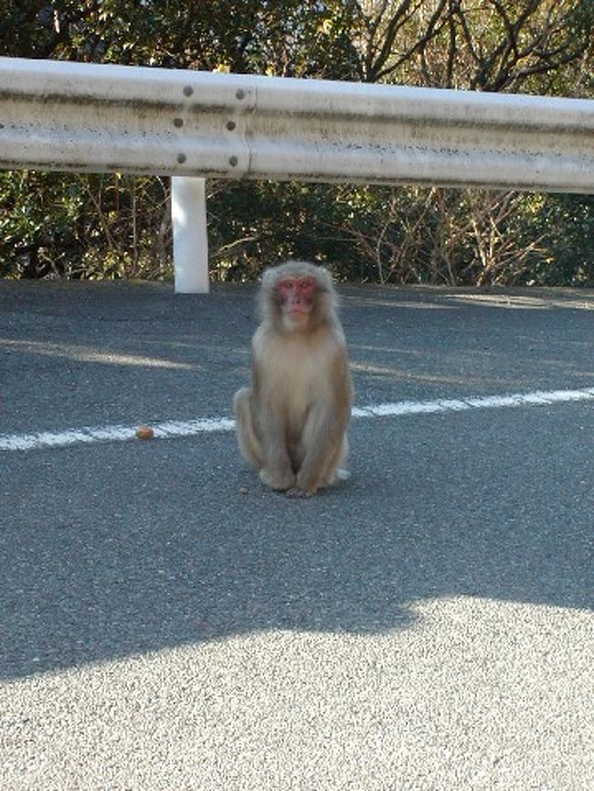 小豆島の野生猿