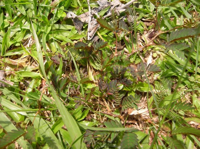 なぜかお辞儀草です。<br />みんな写真を撮っていました。