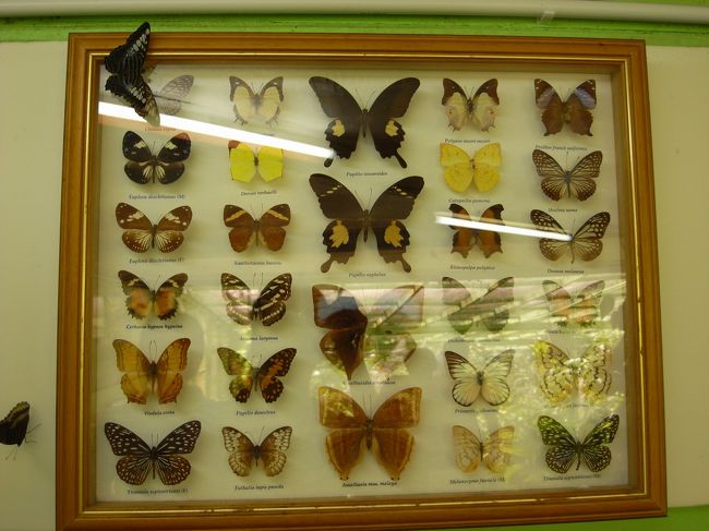 蝶の標本と一緒に