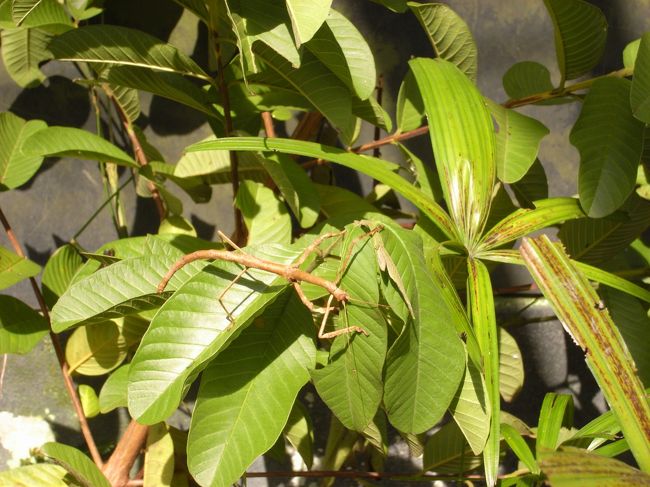 植物のような昆虫です。<br />その他サソリや亀、カメレオン、カブトガニ、トカゲなどいろいろなものを見ることができます。お嫌いな方もいると思いますので写真は割愛します。