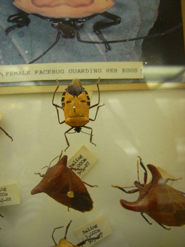 面白い標本がありました。顔のようです。