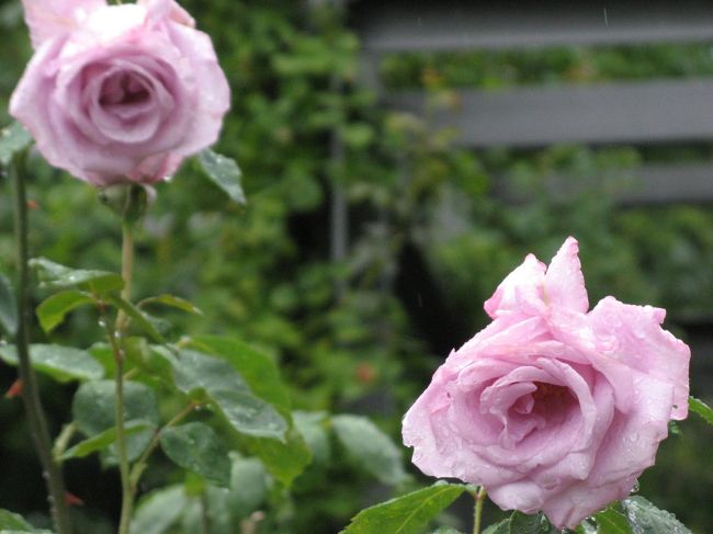 バラ公園の　バラ<br /><br />バラ公園には噴水があったり、色とりどりのバラが植わっていたり。<br />晴れていれば、本当に気持ちいい憩いの場だろう、と推測。<br />レストランもあるので展望しながらのんびりするのもよいのでは。