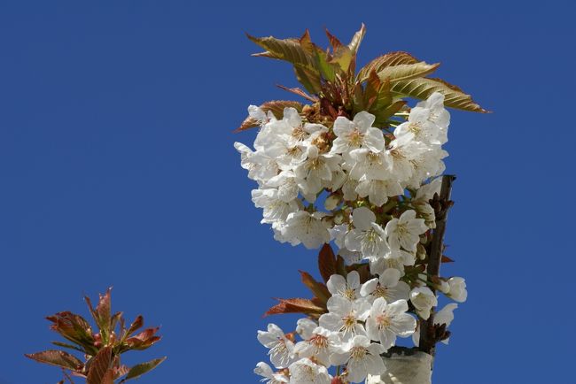 季節は春、桜が満開です。