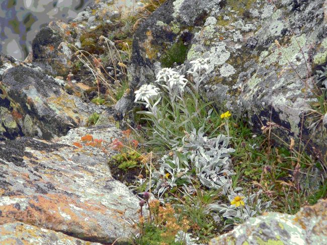 エーデルワイス　レングフルー展望台の柵の外<br /><br />あたりは、近くの氷河が見える程度の視界。<br />そのなかで、一緒に上がってきた外国人の夫婦が教えてくれた。<br />「そこにエーデルワイスがあるよ」<br /><br />エーデルワイスは、高地の崖のようなところに生えると聞いていたが、<br />その通りだった。<br />通常なら近づけないようながけっぷちに可憐に咲いていました。<br /><br />これだけでも上がってきた甲斐がある！