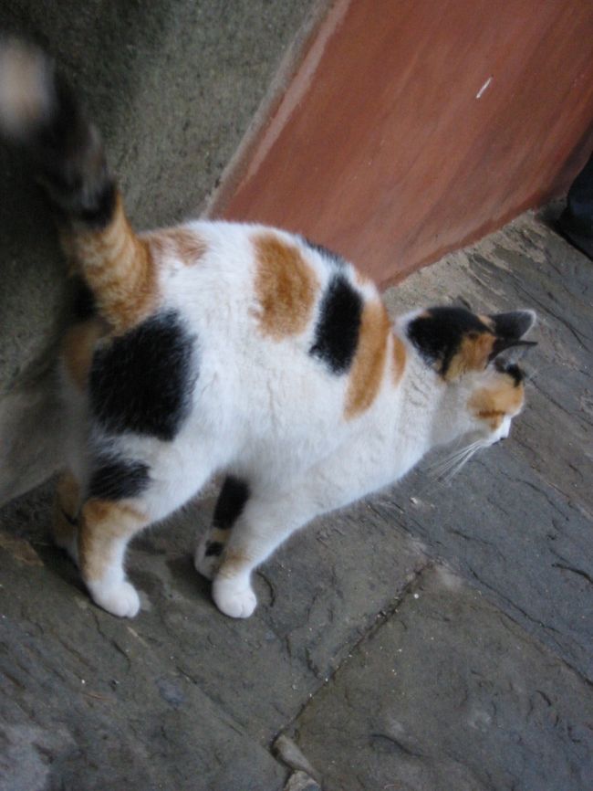 ピサの斜塔にいたミケ猫ちゃん