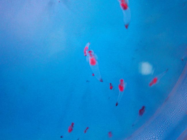 １日目：稚内／寒流水族館のクリオネ。<br />灯台の傍にある水族館には、アザラシ、ペンギン、ウミガメを始め、北方の海に泳ぐ様々な魚、カニなどがいました。<br />ダンゴウオも初めて見ました。ドクターフィッシュの水槽に手を入れると、魚がたくさん寄ってきて、手の古い角質を美味しそうに？食べてくれました。