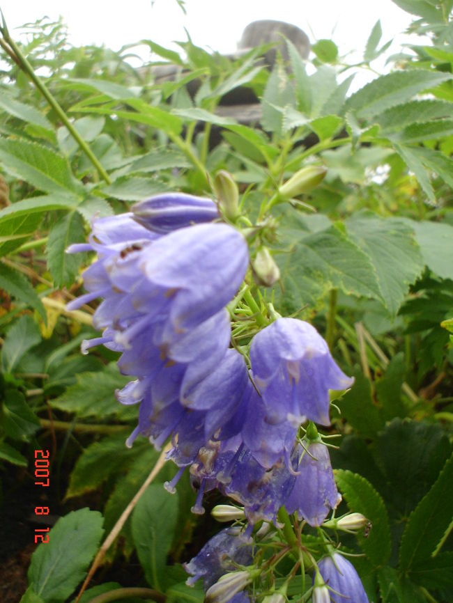 ３日目：礼文島／花・・・１<br />少しだけ咲いていました。<br />景色がダメなら、せめて花の写真だけでも・・・