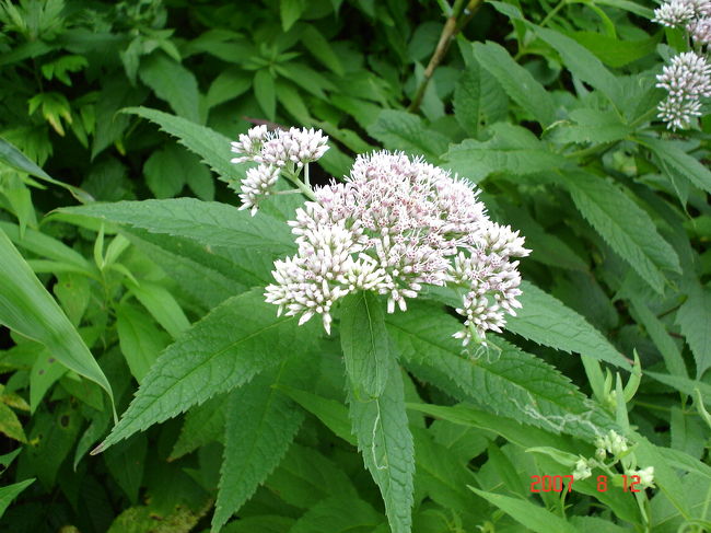 ３日目：礼文島／花・・・２