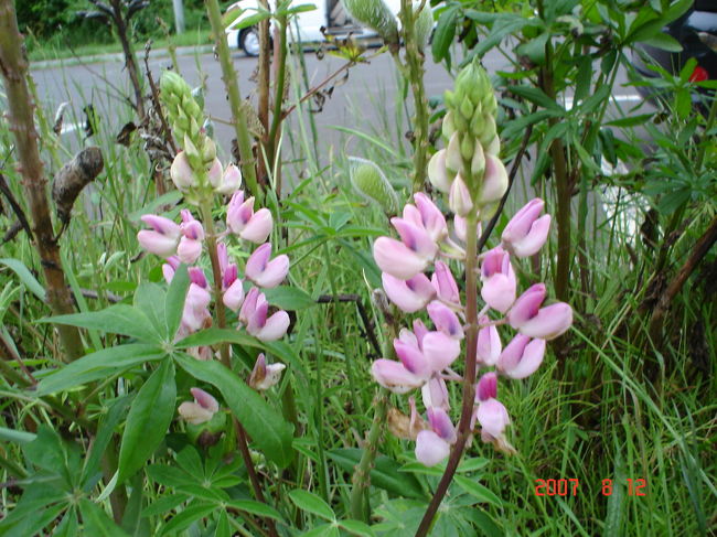 ３日目：礼文島／花・・・３