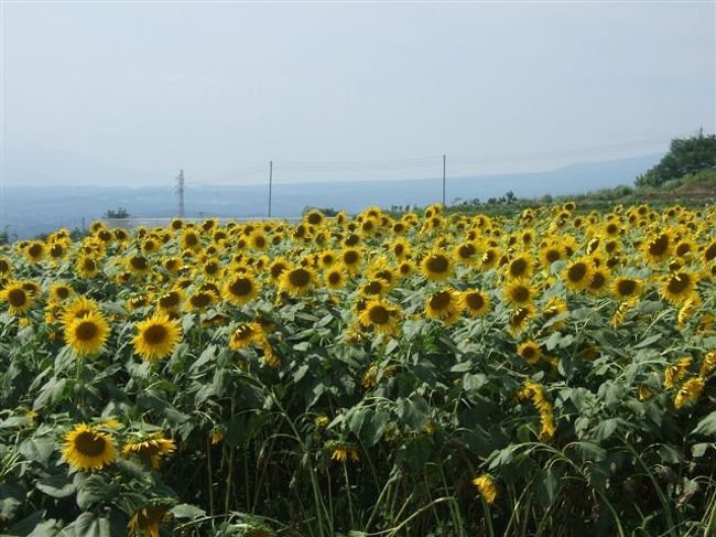明野のひまわり畑