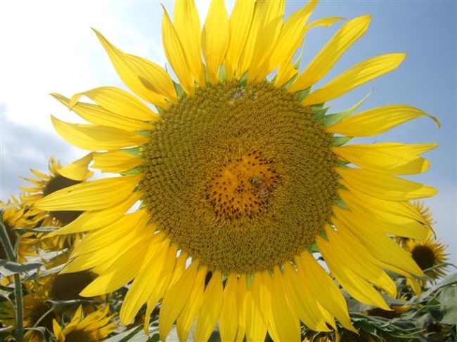 ハチさんが真ん中に♪