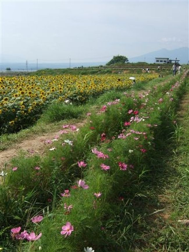 道沿いのコスモスも頑張ってます♪