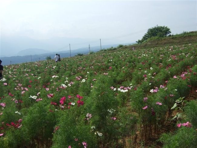 コスモス畑もきれいです。