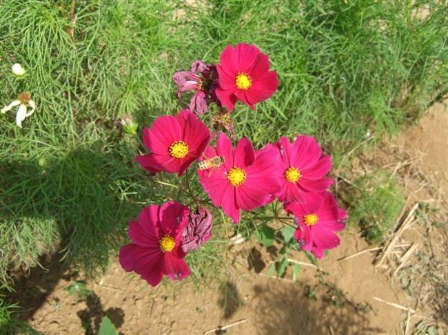 シャッターを切ると同時にハチさんが入ってきました♪<br />写りたかったのかな。