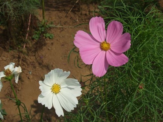 花占いをしたくなるような花びらです♪