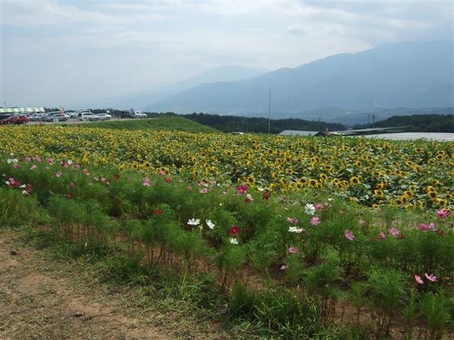 ひまわりとコスモスのコラボ