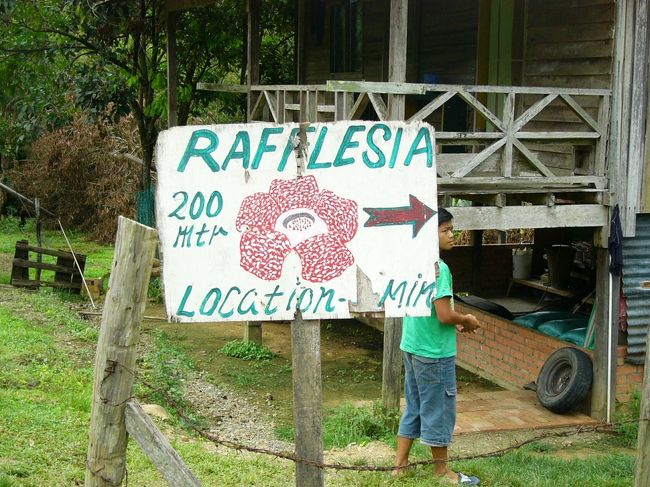 その後キナバル山に近づくと・・・・このあたりはラフレシアの産地らしいんです。ラフレシアはマレーシア政府やサバ州政府が保護していて、一般の家庭で育てられています。この看板はラフレシアが見られるサイン。行くっきゃない！！