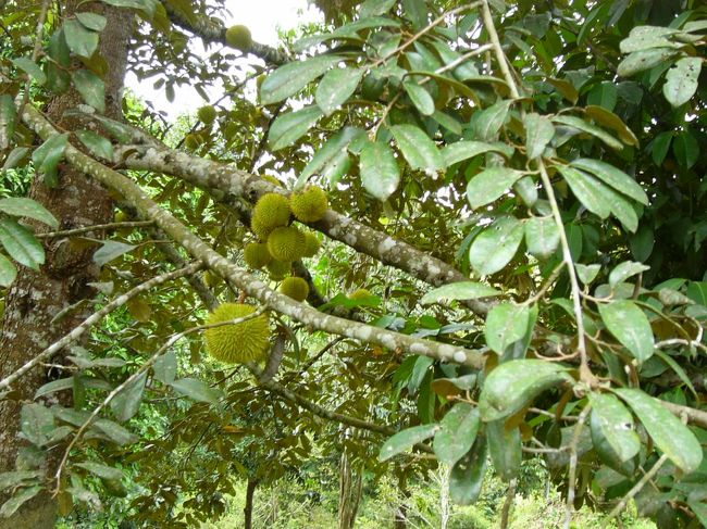 ラフレシアを見に行く途中で見かけました。ドリアンがなっています！！はじめてみた〜いっつも市場でしか見てなかったし。こんな風に大きな木になっているなんて・・