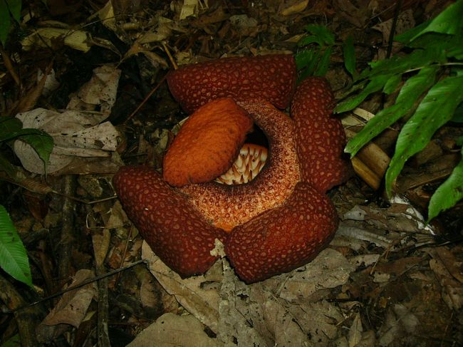 咲いてから四日目だそうです。すごく近づかないとにおいは感じられません。