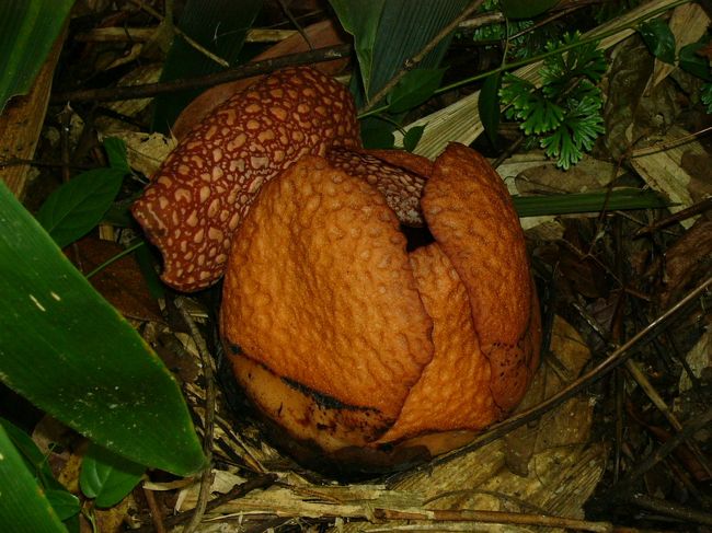 もう少しで咲きそう♪