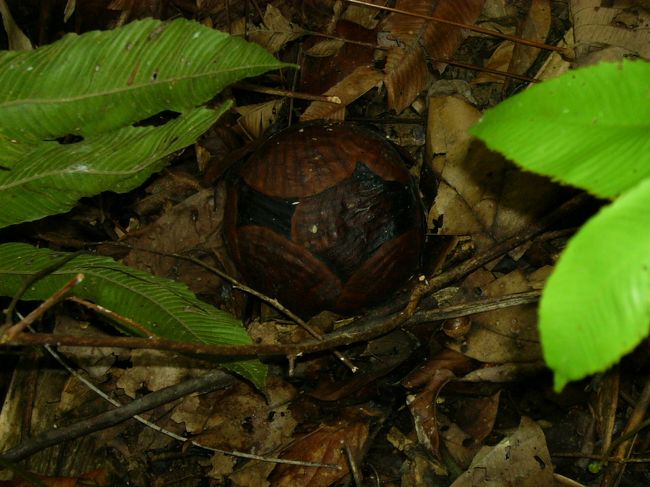 これはつぼみです。真っ黒なボールみたいですね。